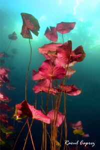 Freshwater colours by Raoul Caprez 